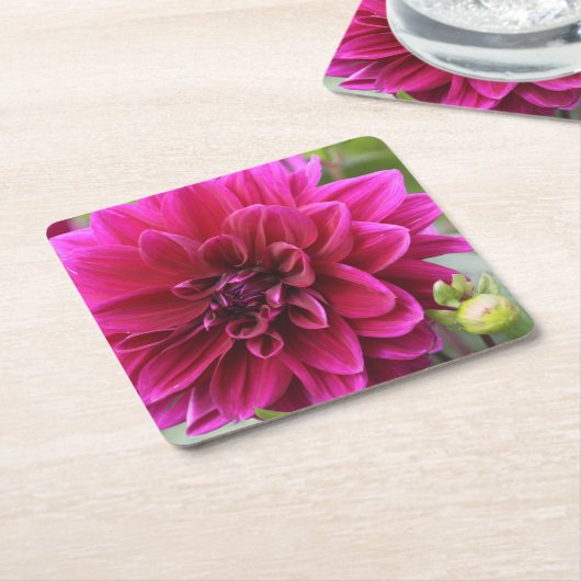 Pink Dahlia Onderzetter (Schuin)