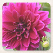 Pink Dahlia Onderzetter (Voorkant)