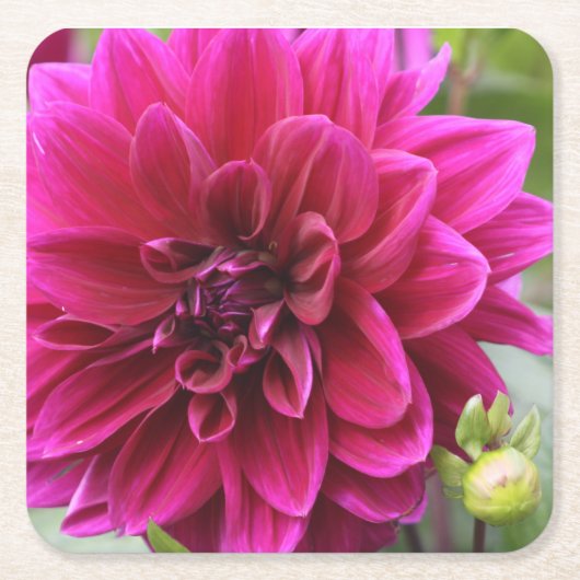 Pink Dahlia Onderzetter (Voorkant)
