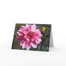 Pink Dahlia Wenskaart