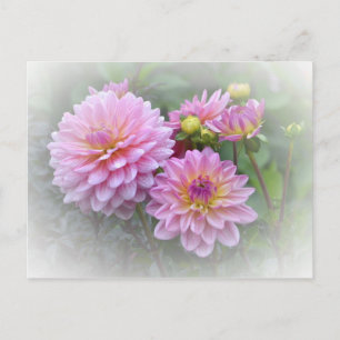 Pink Dahlias Briefkaart