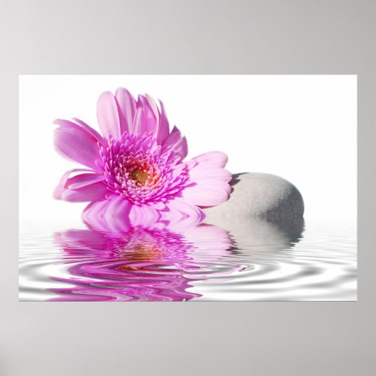 Pink daisie poster (Voorkant)