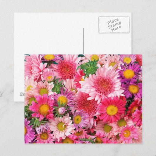 Pink Daisies Post Kaart (Voorkant / Achterkant)