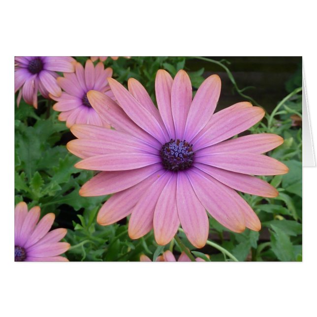 Pink Daisy (Voorkant Horizontaal)