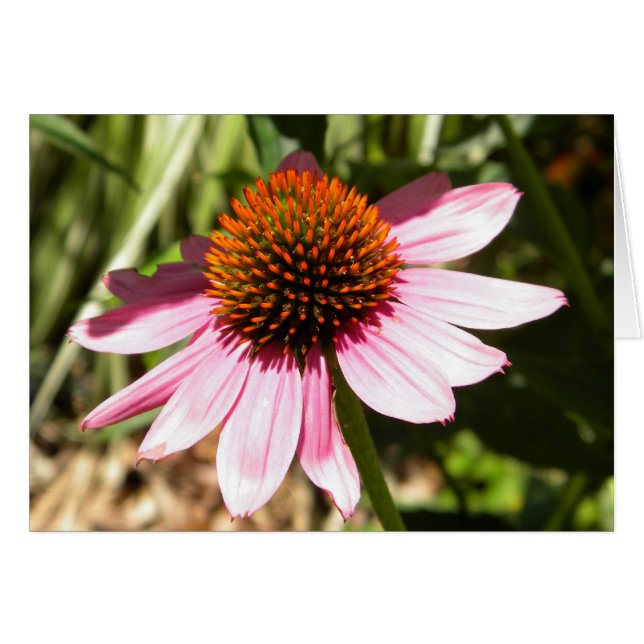 Pink Daisy (Voorkant Horizontaal)