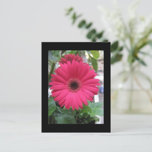 Pink Daisy Briefkaart (Staand voorkant)