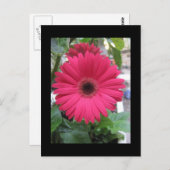 Pink Daisy Briefkaart (Voorkant / Achterkant)