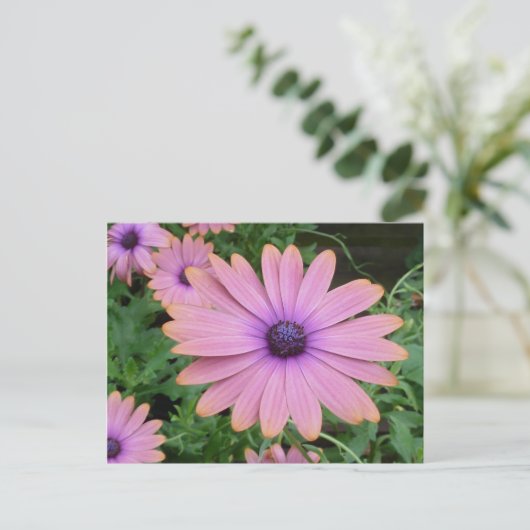 Pink Daisy Briefkaart (Staand voorkant)
