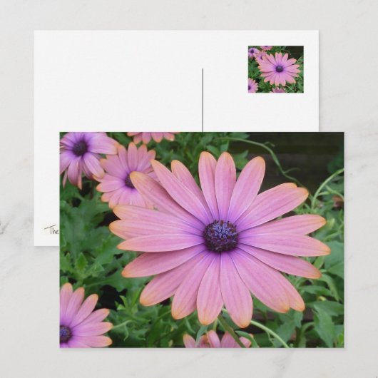 Pink Daisy Briefkaart (Voorkant / Achterkant)