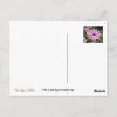 Pink Daisy Briefkaart (Achterkant)