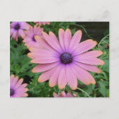 Pink Daisy Briefkaart (Voorkant)