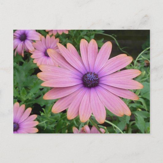Pink Daisy Briefkaart (Voorkant)