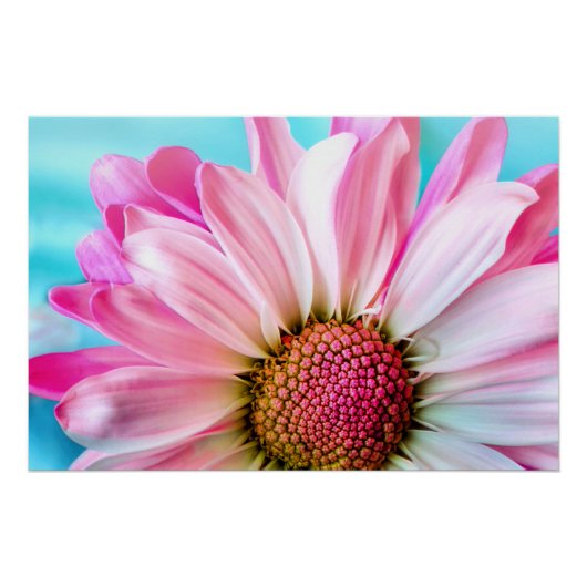 Pink Daisy Flower Bloom Perfect Poster (Voorkant)