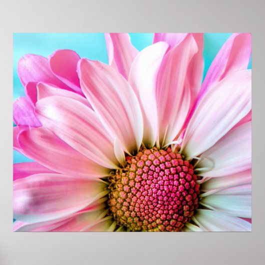 Pink Daisy Flower Bloom Poster (Voorkant)