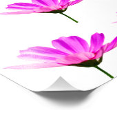 Pink Daisy Foto Afdruk (Hoek)