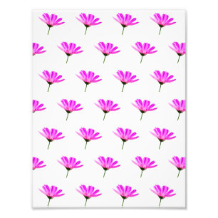 Pink Daisy Foto Afdruk
