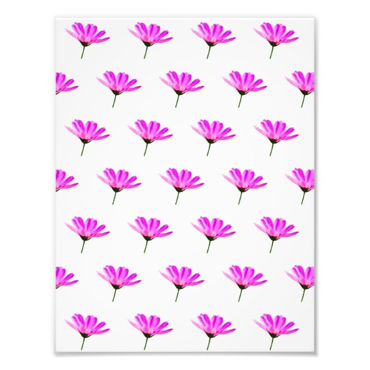 Pink Daisy Foto Afdruk (Voorkant)
