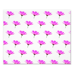 Pink Daisy Foto Afdruk
