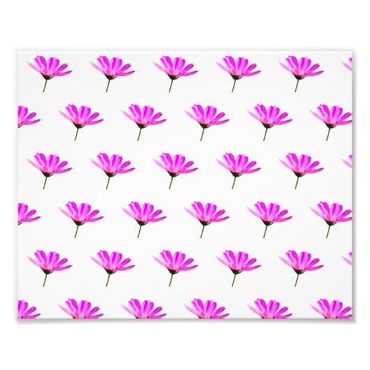 Pink Daisy Foto Afdruk (Voorkant)