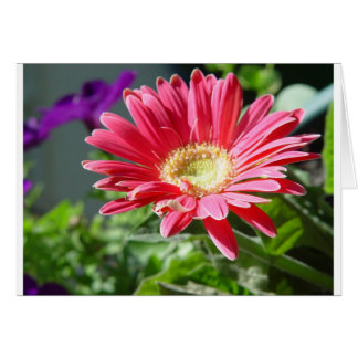 Pink Daisy-Kaart