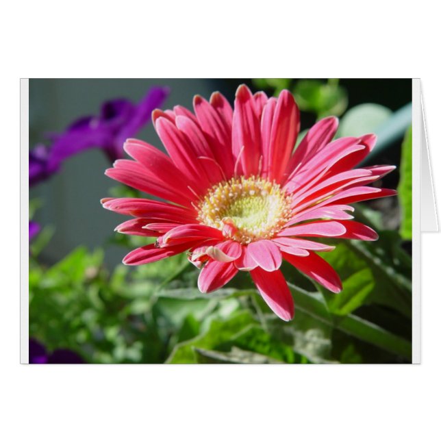 Pink Daisy-Kaart (Voorkant Horizontaal)
