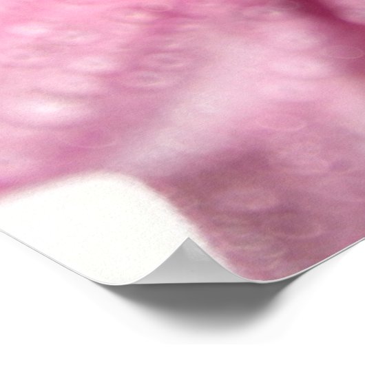 Pink Daisy Poster (Hoek)