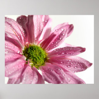 Pink Daisy Poster