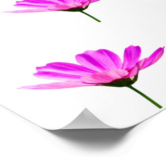 Pink Daisy Poster (Hoek)