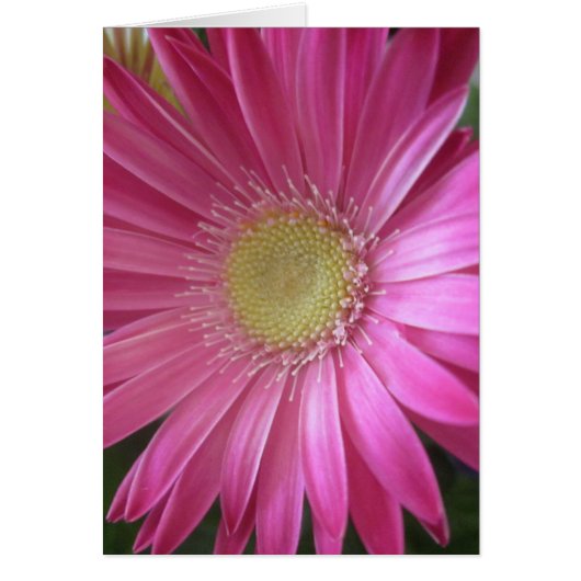 Pink Daisy Princess (Voorkant)
