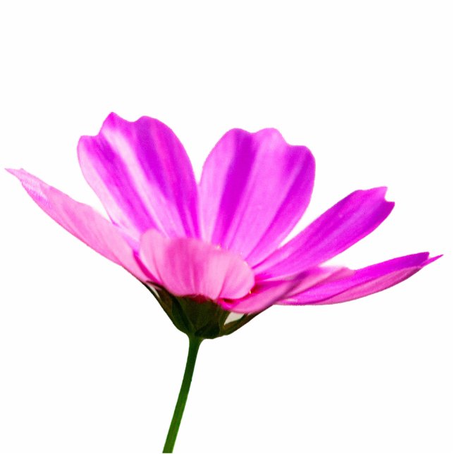 Pink Daisy Staand Fotobeeldje (Voorkant)