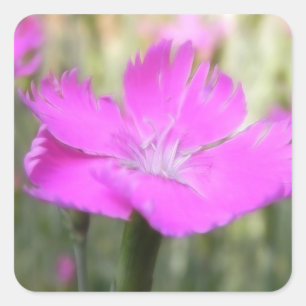 Pink Dianthus Bloom Vierkante Sticker