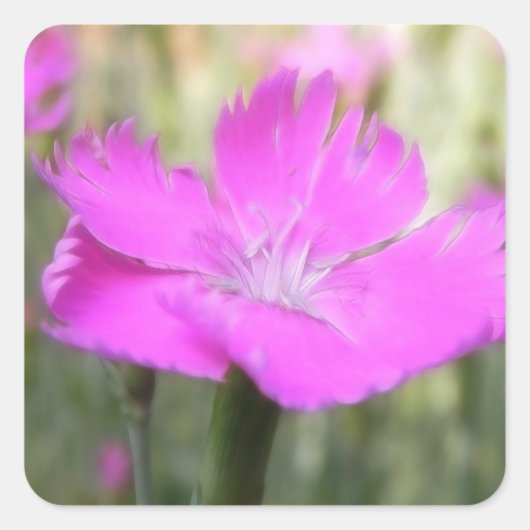 Pink Dianthus Bloom Vierkante Sticker (Voorkant)