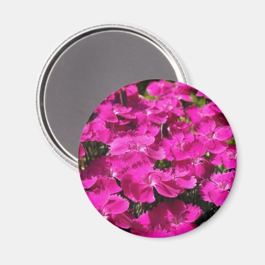 Pink Dianthus Flowers Magneet (Voorkant / Achterkant)