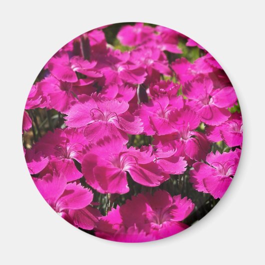 Pink Dianthus Flowers Magneet (Voorkant)