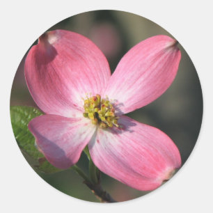Pink Dogwood Bloom Ronde Sticker