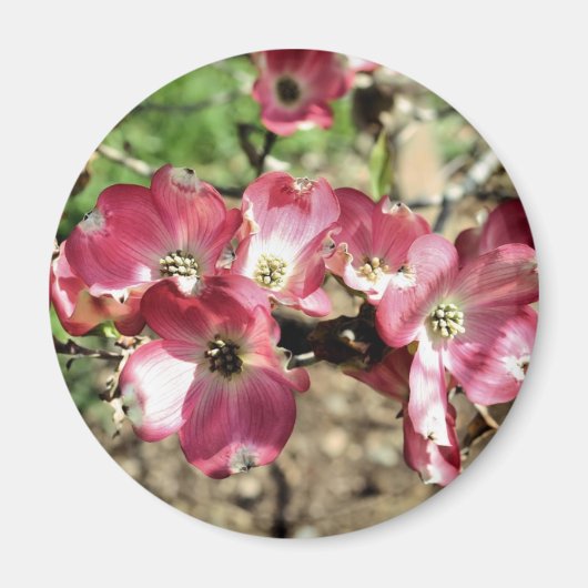 Pink Dogwood Flower Fotografie Magneet (Voorkant)