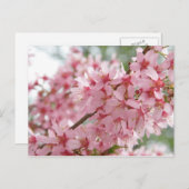 Pink Dogwoods Briefkaart (Voorkant / Achterkant)