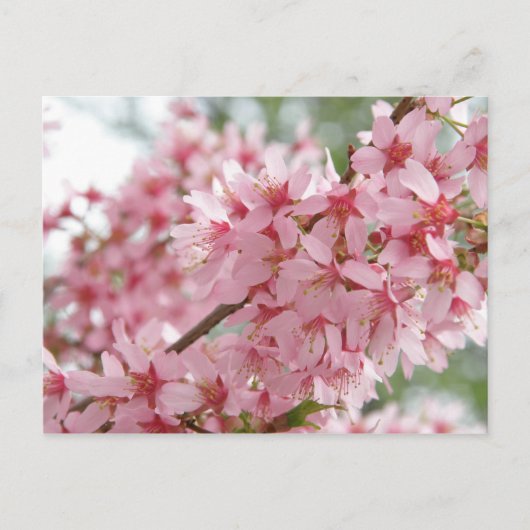 Pink Dogwoods Briefkaart (Voorkant)