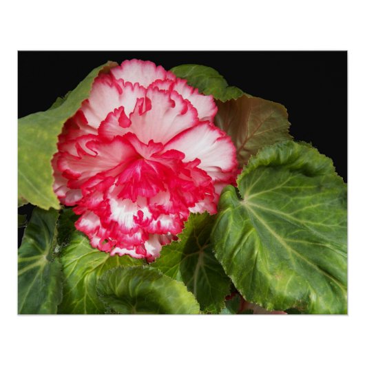 Pink en White Begonia Floral Glossy Perfect Poster (Voorkant)