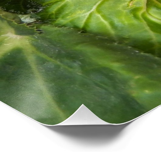 Pink en White Begonia Floral Glossy Perfect Poster (Hoek)