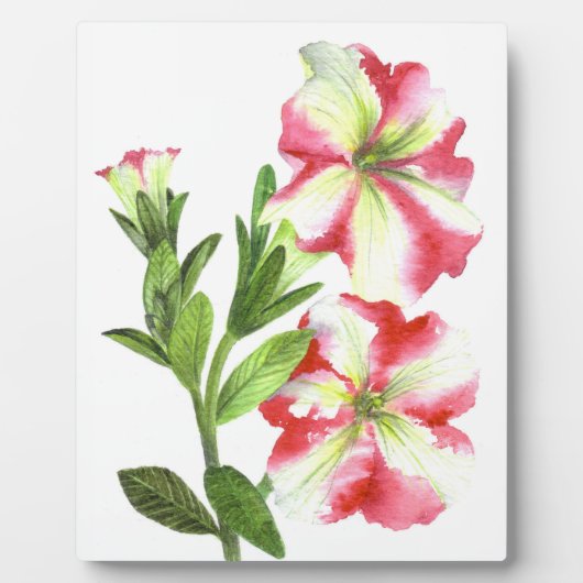 Pink en White Petunias Floral Art Fotoplaat (Voorkant)