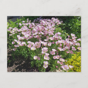Pink Evening Primrose Briefkaart