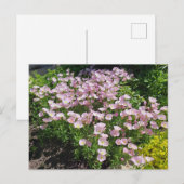 Pink Evening Primrose Briefkaart (Voorkant / Achterkant)