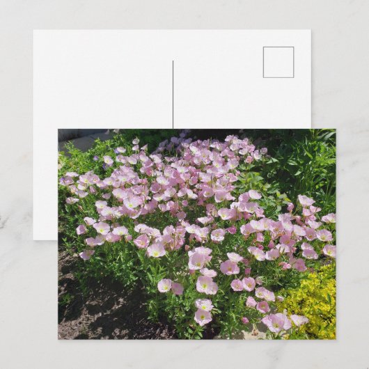 Pink Evening Primrose Briefkaart (Voorkant / Achterkant)