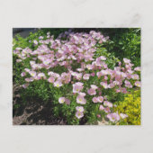 Pink Evening Primrose Briefkaart (Voorkant)