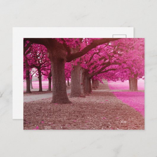 Pink Fantasy park Briefkaart (Voorkant / Achterkant)