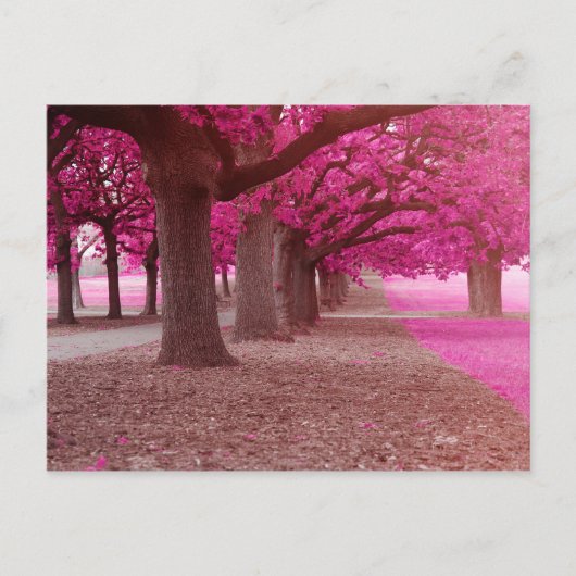 Pink Fantasy park Briefkaart (Voorkant)
