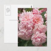Pink Felicia Rozen Briefkaart (Voorkant / Achterkant)