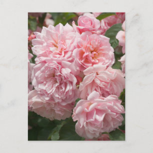 Pink Felicia Rozen Briefkaart