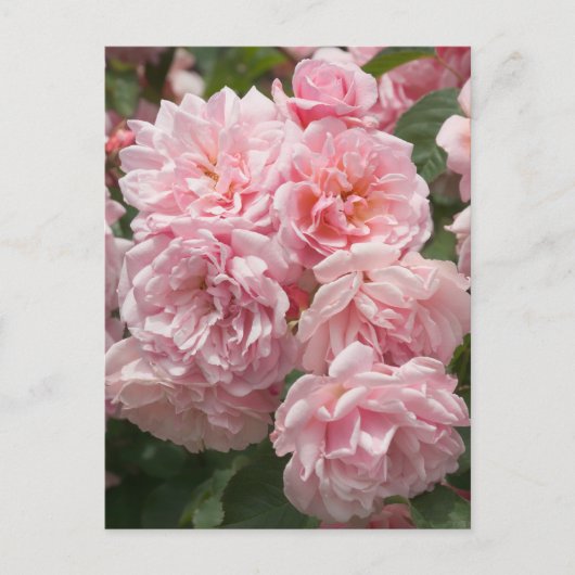 Pink Felicia Rozen Briefkaart (Voorkant)